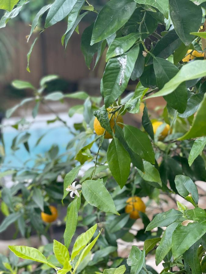 Maison Dans Les Arbres, Spa, Tennis, Parking Nîmes Eksteriør billede